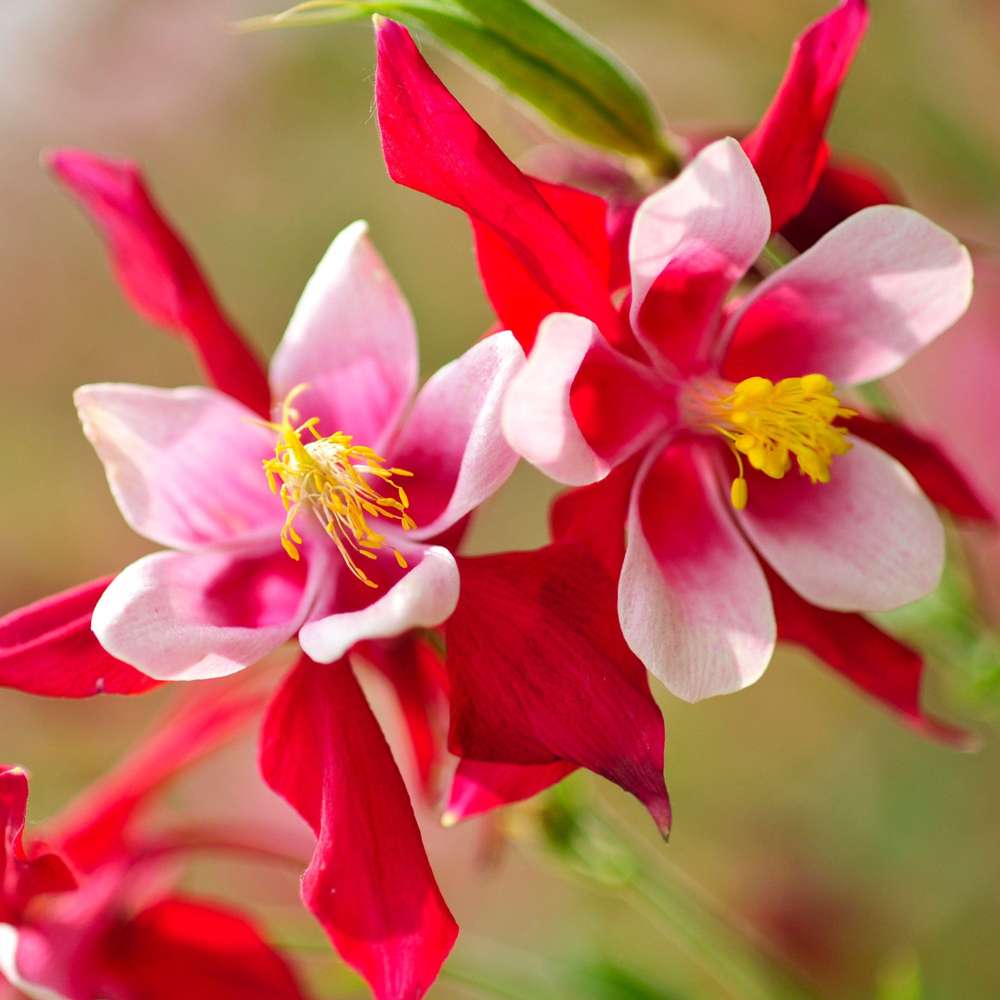 Akeleje 'Crimson Star'